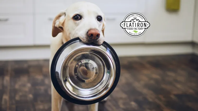 A dog holding a food bowl in its mouth